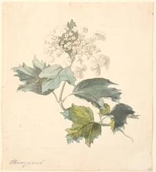 Sneeuwbal (Viburnum)