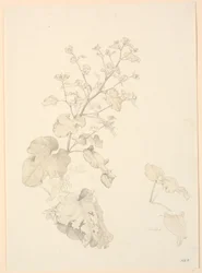 Zuringplanten