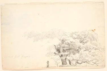 Grote eikenbomen, links een lezende man