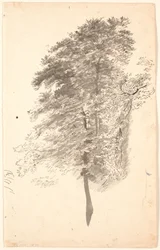 Studie van hoge slanke bomen met loof