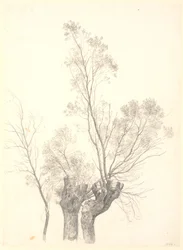 Studie van geknotte wilgen