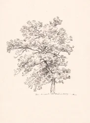 Boom bij Fredensborg