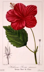 Hibiscus: H. rosa-sinensis