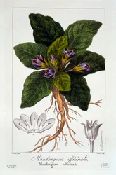 Mandragora: Mandragora officinarum, pub. 1836