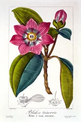 Melier, uitgegeven 1836