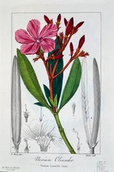 Nerium Oleander, uitgegeven 1836