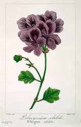 Pelargonium