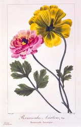 Perzische boterbloem, pub. 1836