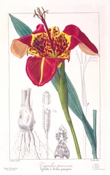 Tijgerbloem of pauwbloem, gepubliceerd 1836.