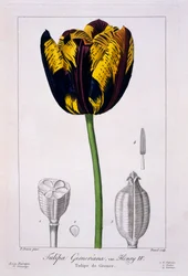 Tulp: Koning Hendrik IV, pub. 1836