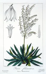 Yucca filimentosa