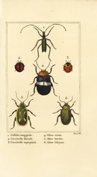 Callidium longipes, lieveheersbeestjes, Jauravia dorsalis, Coccinella septempunctata, vlooienkevers, Altica cincta, Altica emarginata, en Altica chrysis
