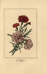 Anjer of kruidnagelroze, olieplant, Dianthus caryophyllus