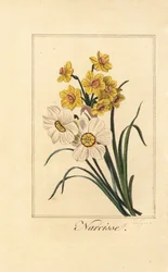 Narcis variëteiten, Narcisse, Narcissus poeticus en Narcissus pseudonarcissus