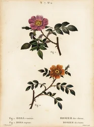 Hondsroos, Rosa canina, Rosier des chiens, en kleinbladige zoete-briar, Rosa sepium, Rosa agrestis, Rosier des haies