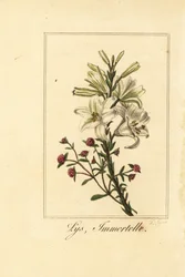 Lelie en rode eeuwige bloem, Lys et immortelle, Lilium candidum en Helichrysum sanguineum