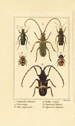 Spaanse vliegkever, Lytta vesicatoria 1, wespkever, Clytus arietis 2, Altica equinoctialis 3, Clytra quadripunctata 4, langhoornkevers, Chlorida festiva 5 en Trachyderes succinctus 6