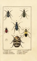 Tijgerkevers, Cicindela sinuata 1, Cicindela campestris 2, Cicindela sexguttata 3, Nitidula sanguinolenta 4, bonte tapijtkever, Telephore flavipede 5, Anthrenus verbasci 6