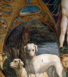 Paar honden, detail (Mythe van Diana en Actaeon), door Francesco Mazzola bekend als Parmigianino, fresco, noordzijde van Kamer van Diana en Actaeon, Rocca Sanvitale, Fontanellato, nabij Parma, Italië, circa 1524