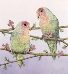 Vogels