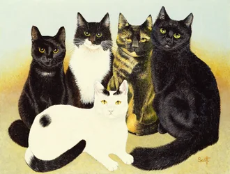 De katten van Miss Cox