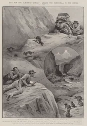 Bont voor de Europese markt, het doden van de chinchilla in de Andes