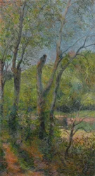 Frans:  Les Saules Willows