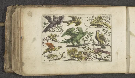 Roofvogel en tien andere vogels