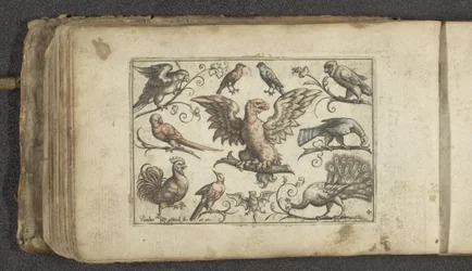 Roofvogel, negen andere vogels en een vleermuis