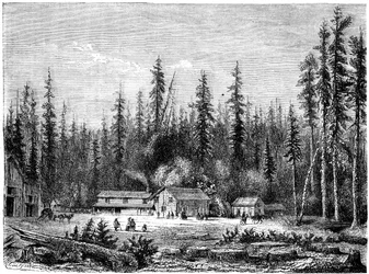 Reuzensequoia bos, Californië, 19e eeuw