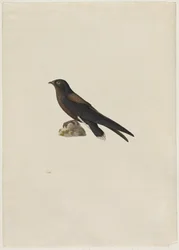 Stekelstaartgierzwaluw (Hirundapus caudaculus)