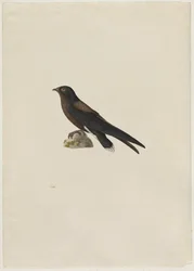 Stekelstaartgierzwaluw, Hirundapus caudacutus, 19e eeuw.