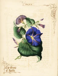 Ochtendglorie bloemen en loof