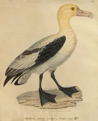 Albatros met een korte staart (kleurgravure)