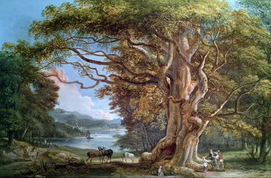 Een oude beuk, 1794