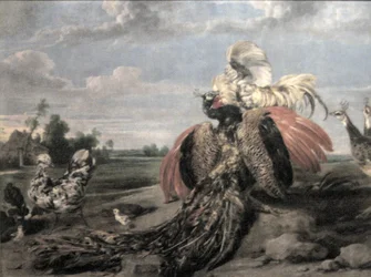 Pauw en vechtende hanen