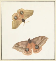Twee vlinders