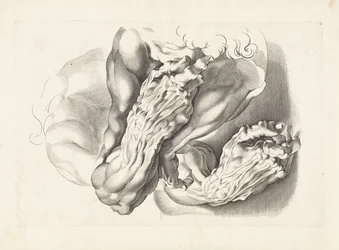 Anatomische studies van armen