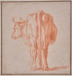 Koe (dierstudie)