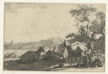 De schaapherder