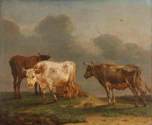 Vier jonge stieren in een weiland