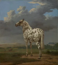Bont paard, ca. 1654