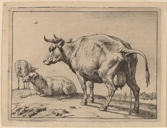 Pissende koe