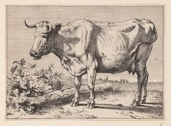 De koe met de verfrommelde hoorn, van Diverse ossen en koeien