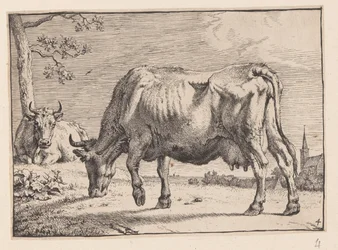 De grazende koe, van diverse ossen en koeien