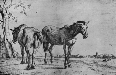 De twee ploegpaarden