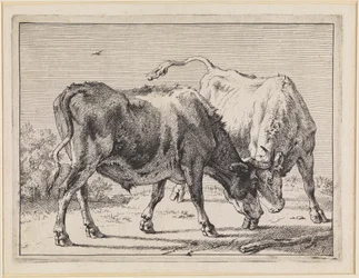 Twee vechtende ossen