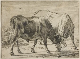 Twee vechtende stieren