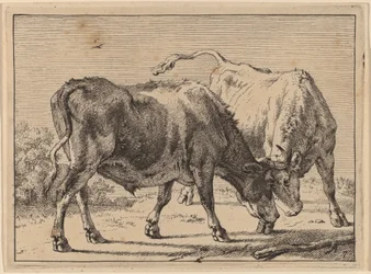Twee vechtende ossen