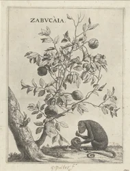 Zabucaiaboom en een aap